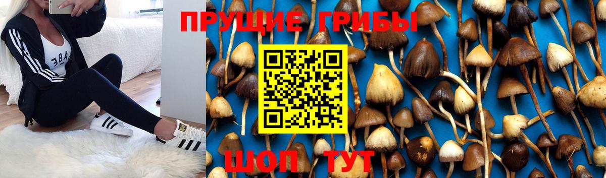Абакан  Галлюциногенные грибы Psilocybe  где купить   Вход с VPN  Галлюциногенные грибы прущие грибы 
